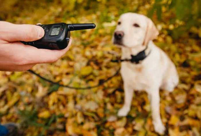 Best Dog Training Collar